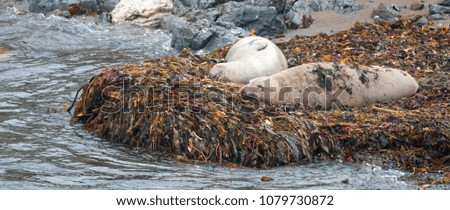 Elephant Seals resting on kelp bed on beach at Piedras Blancas on the California central coast - United States Royalty-Free Stock Photo #1079730872