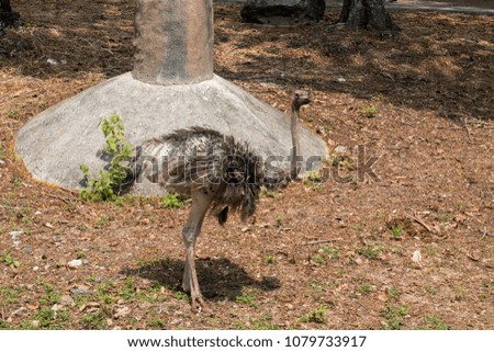 Funny ostrich at ostrich farm