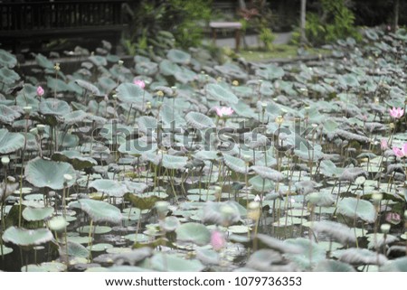 Pretty Water lillies