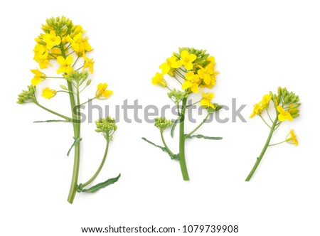 Rapeseed blossom isolated on white background. Brassica napus flowers. Top view  Royalty-Free Stock Photo #1079739908