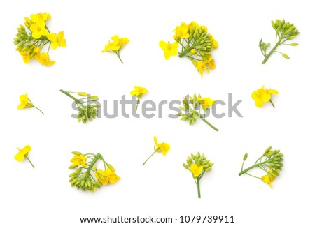 Rapeseed blossom isolated on white background. Brassica napus flowers. Top view  Royalty-Free Stock Photo #1079739911
