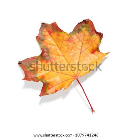 Autumn maple leaf isolated on white background