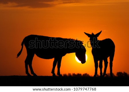  Silhouette of two donkeys on sunset on the pasture