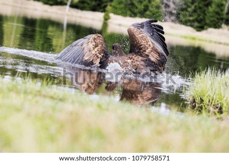 Birds of prey - Common Buzzard (Buteo buteo) in lake water