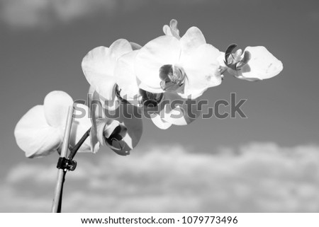 Orchid flower white on blue sky background. Phalaenopsis Orchid flower. Floral background.