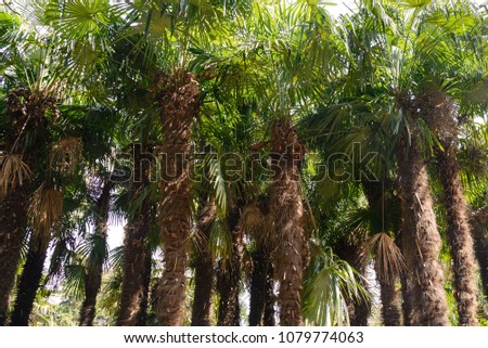 Rows of palm trees in the rays of a hot tropical sun