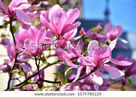 Pink magnolia tree branch on blue sky background in Poland