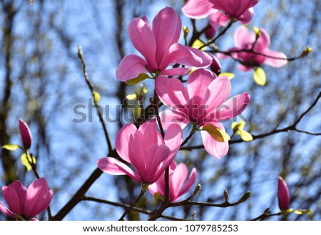 Pink magnolia tree branch on blue sky background in Poland