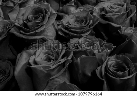 black roses isolated on a black background. Greeting card with roses
