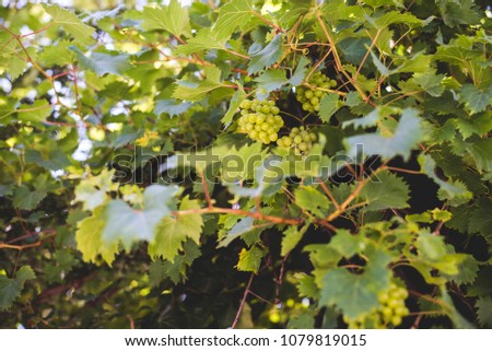 Fresh Green grapes on vine. Summer sun lights. Defocus picture
