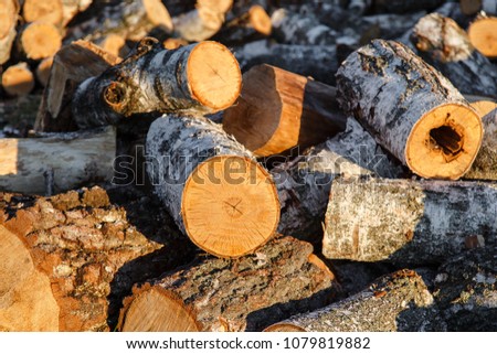 A lot of of spilled logs of birch. Sawmill. Harvesting of firewood.