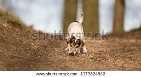 dog follows a track - 11 years old jack russell Terrier