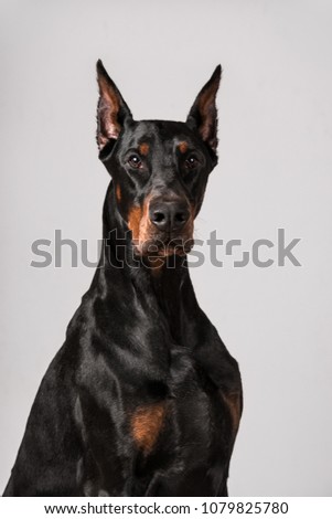 Portrait of a dobermann Royalty-Free Stock Photo #1079825780