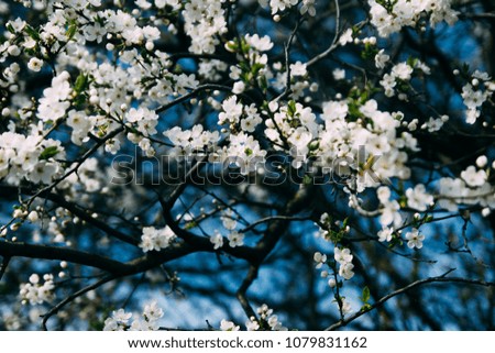 flowering spring tree with white flowers.