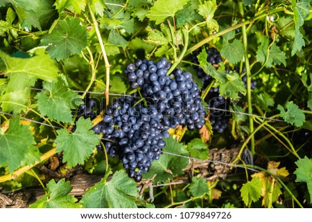 Blue grapes cluster on vine with copy-space against sunlight