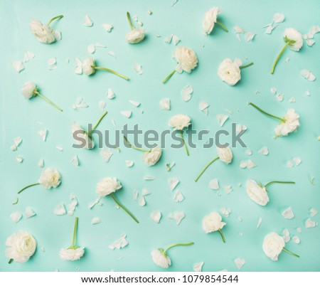 Floral texture, pattern or wallpaper. Flat-lay of white ranunculus flowers over blue background, top view. Greeting card or wedding invitation concept