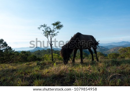 A horse eating grass on the hill. Royalty high quality free stock image of the alone horse on a mountain in the morning