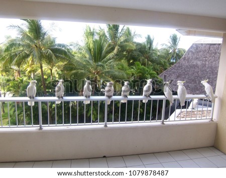 Line of cockatoos on balcony railing, Hamilton Island Queensland Australia