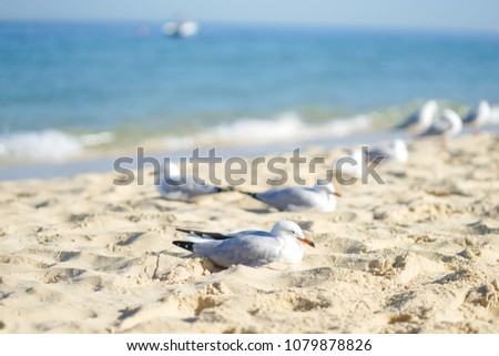 Seagull. A group of seagulls are sunbathing at the beach.
