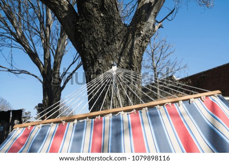 Red, white and blue hammock hanging off of tree on a Spring afternoon.