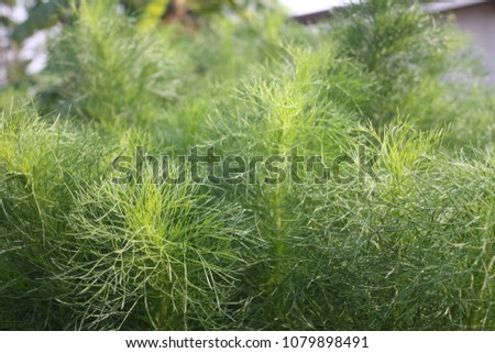 Vegetable dill weed leaves ,Asparagus racemosus