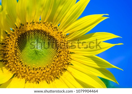 The close-up Sunflower picture is blossoming flowers in the sun.