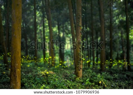 Fireflies in the summer at the fairy forest