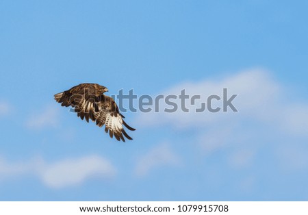 Eagle background picture