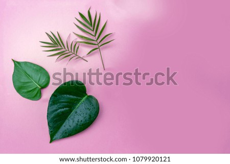 tropical leaves on a pink background, space for text