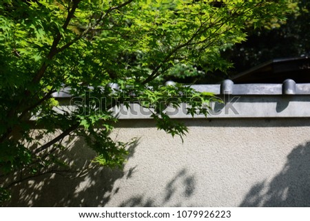 Japanese garden of fresh green in early summer