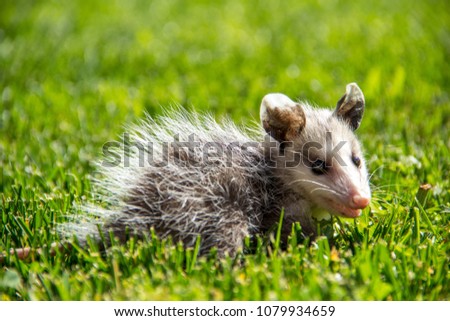 Common Possum, on the grass
