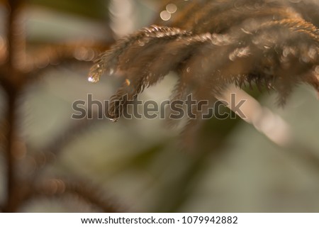 The dried awl-shaped leaves of Araucaria heterophylla - Norfolk Island Pine, blur background Royalty-Free Stock Photo #1079942882