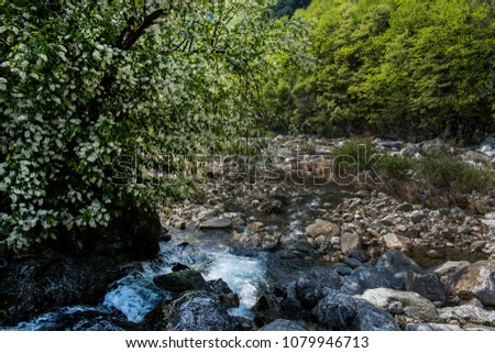 Beautiful Cornus Kousa tree and flower in the deep valley stream