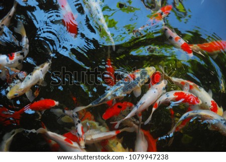 Taisho Sanke koi fish in a fish pond