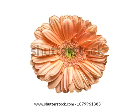 Bud of daisies flower closeup. Flower of chrysanthemum isolated on white background for birthday card, invitation, poster