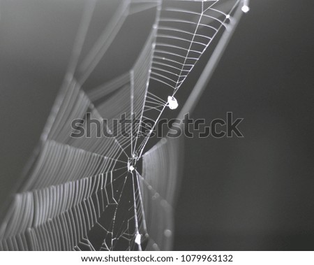 very tiny spider on her web as background