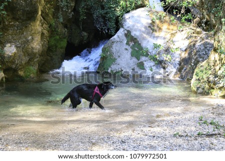 Dog swimming under Ponale waterfalls
