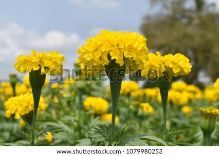 Awesome yellow Chrysanthemum image with  Collection Series for Chrysanthemum Flower Family and nature background