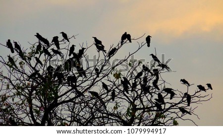 A group of raven sitting on the top of the leafless tree with silhouette sunset sky at dusk 