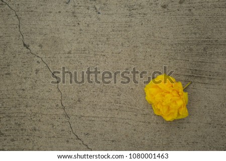 Yellow flowers on the street.