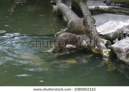 Otter coming out of water