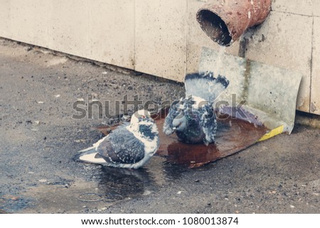 Pigeons take spring baths, bathe in a drain.
