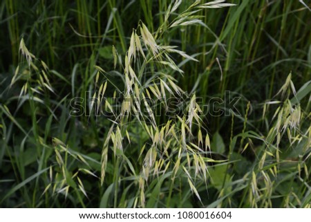 ”Wild oats" growing on the roadside Royalty-Free Stock Photo #1080016604