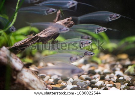 Indian glass catfish in the aquarium Royalty-Free Stock Photo #1080022544
