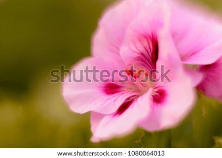 Beautiful Spring Blooming Flower Detail in Bokeh Background. Blossoming Pelargonium in hothouse ecology concept image