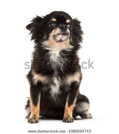 sitting Chihuahua looking up, Dog, pet, studio photography, cut out, isolated on white