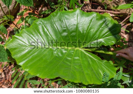 Ornamental Big Taro leafs elephant-ear leaves Colocasia, Alocasia macrorrhizos, Xanthosoma, Greenery Plant.