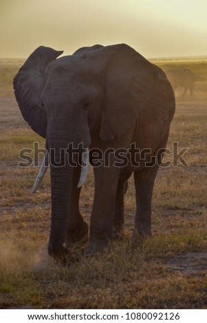 Elephants in Kenya savanna