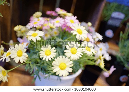 Calendula flower with pink and white color in full blossom	