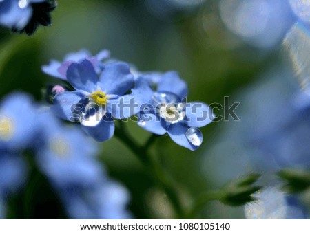 Pretty flowers of Forget-me-not (Myosotis) after rain
